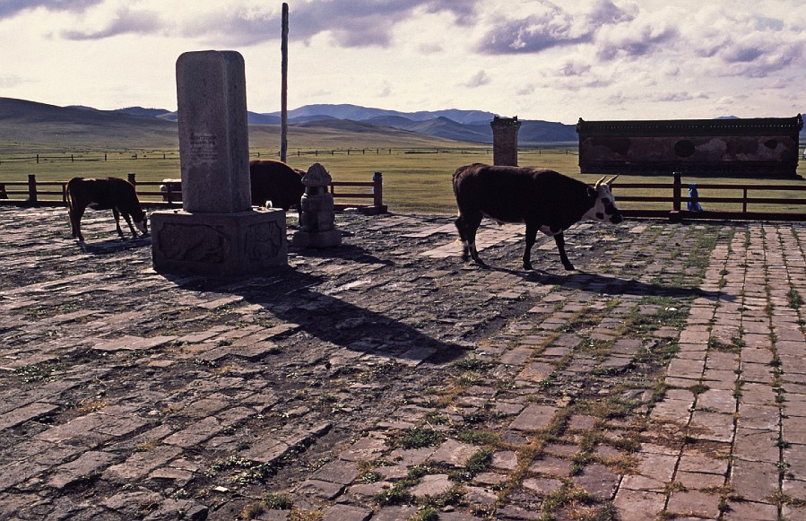 cows in the temple - mongolia.jpg - Cows visiting a buddhist temple